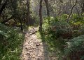 path to the beach